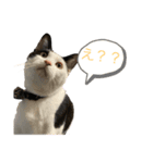 牛柄猫の琥珀くん（個別スタンプ：2）