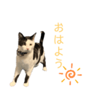 牛柄猫の琥珀くん（個別スタンプ：3）