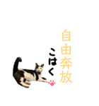 牛柄猫の琥珀くん（個別スタンプ：4）
