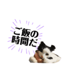 牛柄猫の琥珀くん（個別スタンプ：5）