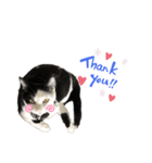 牛柄猫の琥珀くん（個別スタンプ：7）