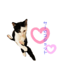 牛柄猫の琥珀くん（個別スタンプ：8）