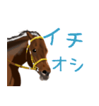 競馬大好き第8弾！会話で使おう！（個別スタンプ：23）