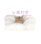 ミヌエットのロイ3（個別スタンプ：5）