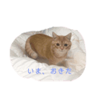 ミヌエットのロイ3（個別スタンプ：8）
