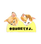 P会員猫のつぶやき（個別スタンプ：2）