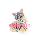 P会員猫のつぶやき（個別スタンプ：3）