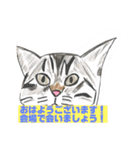 P会員猫のつぶやき（個別スタンプ：9）