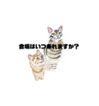 P会員猫のつぶやき（個別スタンプ：12）