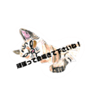 P会員猫のつぶやき（個別スタンプ：15）