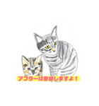 P会員猫のつぶやき（個別スタンプ：19）
