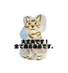 P会員猫のつぶやき（個別スタンプ：21）