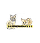 P会員猫のつぶやき（個別スタンプ：25）