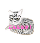 P会員猫のつぶやき（個別スタンプ：29）