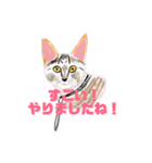 P会員猫のつぶやき（個別スタンプ：30）