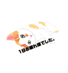 P会員猫のつぶやき（個別スタンプ：31）