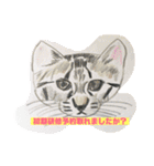 P会員猫のつぶやき（個別スタンプ：34）