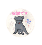 黒パグ 日常会話＋黒ペキ（個別スタンプ：19）
