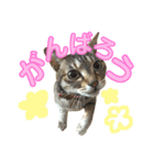 あんちゃんはほとんど人間2（個別スタンプ：1）