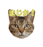 あんちゃんはほとんど人間2（個別スタンプ：3）