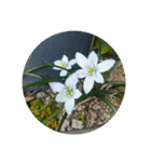 かわいい花・植物 pretty flowers , plants（個別スタンプ：1）