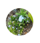 かわいい花・植物 pretty flowers , plants（個別スタンプ：2）