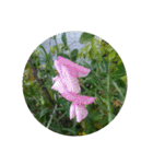 かわいい花・植物 pretty flowers , plants（個別スタンプ：3）