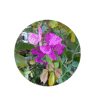 かわいい花・植物 pretty flowers , plants（個別スタンプ：4）