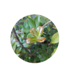 かわいい花・植物 pretty flowers , plants（個別スタンプ：5）