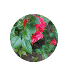 かわいい花・植物 pretty flowers , plants（個別スタンプ：6）