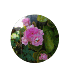 かわいい花・植物 pretty flowers , plants（個別スタンプ：7）