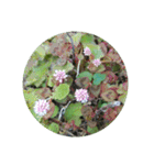 かわいい花・植物 pretty flowers , plants（個別スタンプ：9）