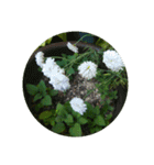 かわいい花・植物 pretty flowers , plants（個別スタンプ：10）