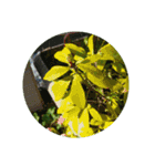かわいい花・植物 pretty flowers , plants（個別スタンプ：12）