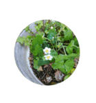 かわいい花・植物 pretty flowers , plants（個別スタンプ：14）