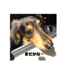 ぴょんスタンプ3（個別スタンプ：1）