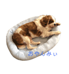 シューズ①（個別スタンプ：6）