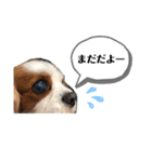 シューズ①（個別スタンプ：8）