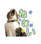 みんとさんは喋る2（個別スタンプ：2）