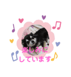 くろチワワのコロネ（個別スタンプ：6）