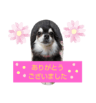 くろチワワのコロネ（個別スタンプ：7）