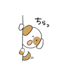 ぶち犬。日常よく使う言葉（個別スタンプ：5）