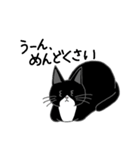 うちのはちわれ猫スタンプ（個別スタンプ：15）