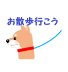 柴犬ちゃんだよ。（個別スタンプ：16）