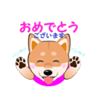 柴犬ちゃんだよ。（個別スタンプ：17）