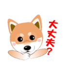 柴犬ちゃんだよ。（個別スタンプ：30）