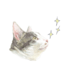 さくらねこのぐり（個別スタンプ：1）
