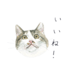 さくらねこのぐり（個別スタンプ：3）