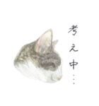 さくらねこのぐり（個別スタンプ：6）