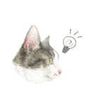 さくらねこのぐり（個別スタンプ：7）